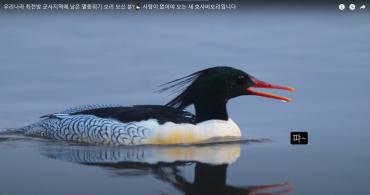 우리나라 최전방 군사지역에 남은 멸종위기 오리 보신 분 이미지