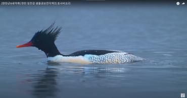 [연천군X새덕후] 연천 임진강 생물권보전지역의 호사비오리 이미지