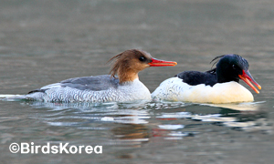 Scaly-sided Merganser(engandered wildlife, natural monument)