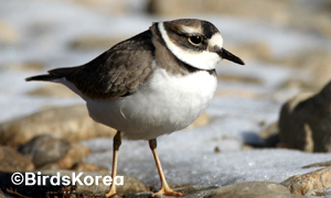 Long-billed Plover(engandered wildlife)