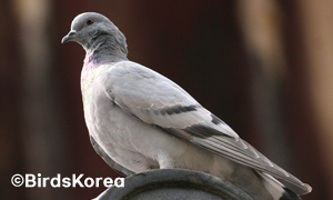 Hill Pigeon(engandered wildlife)