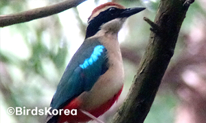 Fairy Pitta(engandered wildlife, natural monument)