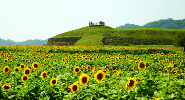 통일바라기 축제